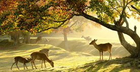 第20回国内観光活性化フォーラムinなら